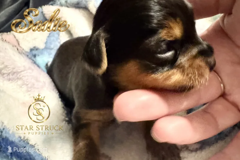 Sadie  – Yorkshire Terrier puppy for sale in Rincon, GA