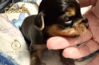 Sadie , a female Yorkshire Terrier for sale in Rincon, GA – 1 of 6