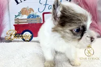 Benny , a male Yorkshire Terrier for sale in Rincon, GA – 6 of 7
