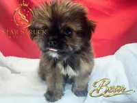 Bear, a male Pekingese and Yorkshire Terrier for sale in Rincon, GA – 4 of 9