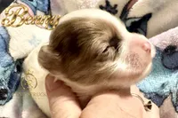 Benny , a male Yorkshire Terrier for sale in Rincon, GA – 5 of 6