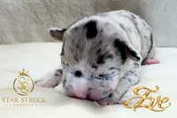 Eve , a female French Bulldog for sale in Rincon, GA – 2 of 6