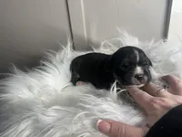 processed/f6932189-6830-41a2-9d90-f3de301c9205/listing/e75d5298-96e0-4d72-a9e2-f479280596bb/5d32c935-f16c-4a8c-b736-0f356634f821