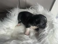 processed/f6932189-6830-41a2-9d90-f3de301c9205/listing/e75d5298-96e0-4d72-a9e2-f479280596bb/9943b8b0-663a-40a2-b4f6-c9be346af1bd