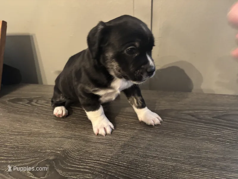 Justin Small Peke Mix