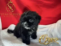 Oreo , a male Pekingese and Yorkshire Terrier for sale in Rincon, GA – 3 of 5