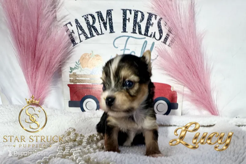 Lucy  – Yorkshire Terrier puppy for sale in Rincon, GA