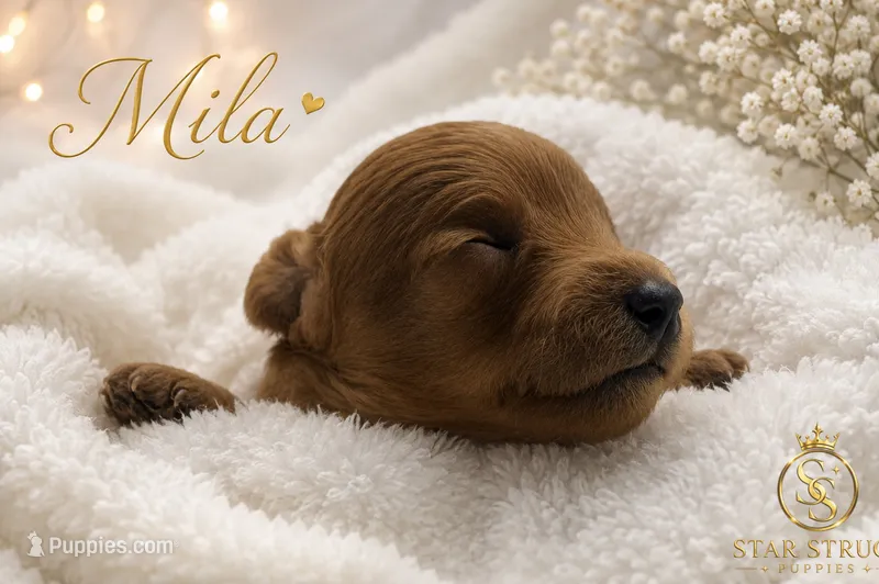 Mila  – Cavapoo puppy for sale in Rincon, GA