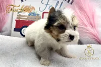 Tucker , a male Yorkshire Terrier for sale in Rincon, GA – 2 of 5