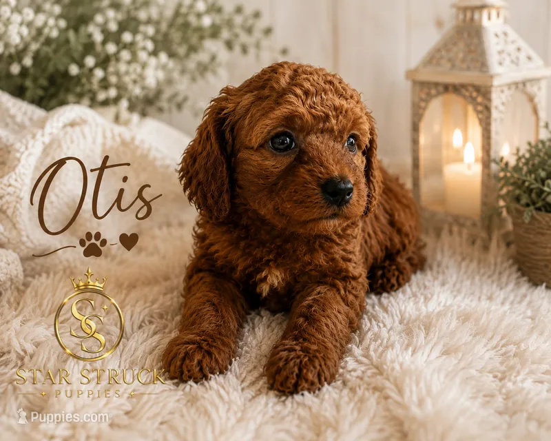 Otis  – Cavapoo puppy for sale in Rincon, GA