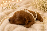 Mila , a female Cavapoo for sale in Rincon, GA – 2 of 2