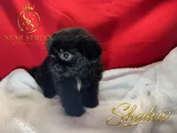 Shadow, a male Pekingese and Yorkshire Terrier for sale in Rincon, GA – 2 of 5