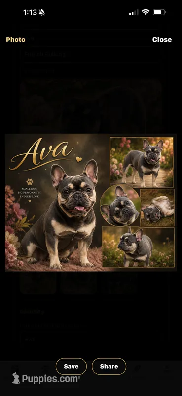 Ava  – French Bulldog puppy for sale in Rincon, GA