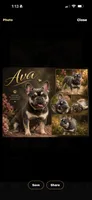Ava , a female French Bulldog for sale in Rincon, GA – 1 of 1