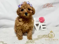 Mila , a female Cavapoo for sale in Rincon, GA – 4 of 4