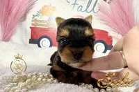 Sadie , a female Yorkshire Terrier for sale in Rincon, GA – 5 of 5