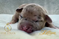 Lillian , a female French Bulldog for sale in Rincon, GA – 4 of 6