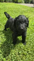 Hank, a male Bernedoodle for sale in Molalla, OR – 2 of 3