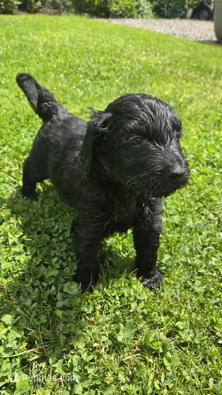 Hank – Bernedoodle puppy for sale in Molalla, OR