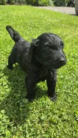 Hank, a male Bernedoodle for sale in Molalla, OR – 1 of 3