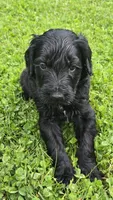 Waylon, a male Bernedoodle for sale in Molalla, OR – 2 of 3