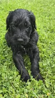 Waylon, a male Bernedoodle for sale in Molalla, OR – 3 of 3
