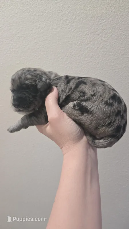 MOLLY'S LITTER – Bernedoodle puppy for sale in Molalla, OR