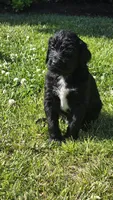 Cash, a male Bernedoodle for sale in Molalla, OR – 2 of 3