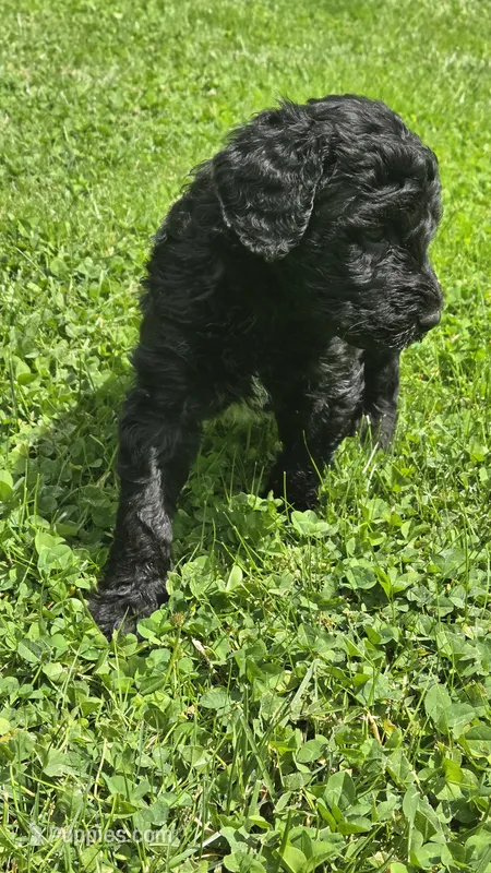 Ranger, a male Bernedoodle for sale in Molalla, OR – 1 of 3