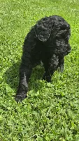 Ranger, a male Bernedoodle for sale in Molalla, OR – 1 of 3