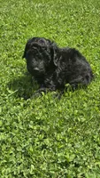 Ranger, a male Bernedoodle for sale in Molalla, OR – 3 of 3