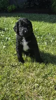 Cash, a male Bernedoodle for sale in Molalla, OR – 3 of 3