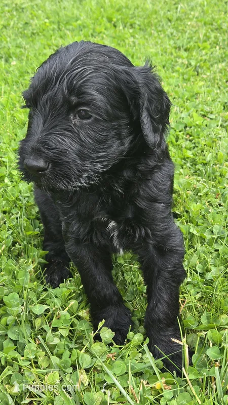 Waylon – Bernedoodle puppy for sale in Molalla, OR