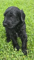 Waylon, a male Bernedoodle for sale in Molalla, OR – 1 of 3