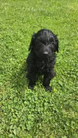 Hank, a male Bernedoodle for sale in Molalla, OR – 3 of 3