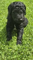 Ranger, a male Bernedoodle for sale in Molalla, OR – 2 of 3