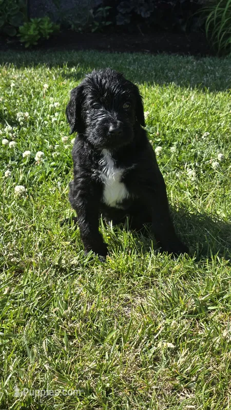 Cash – Bernedoodle puppy for sale in Molalla, OR