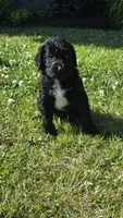 Cash, a male Bernedoodle for sale in Molalla, OR – 1 of 3
