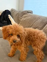 Maple, a female Poodle - Toy  for sale in Miami, FL – Photo 6 of 7