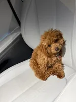 Maple, a female Poodle - Toy  for sale in Miami, FL – Photo 7 of 7