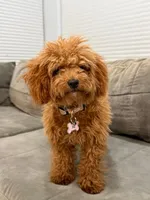 Maple, a female Poodle - Toy  for sale in Miami, FL – Photo 5 of 7