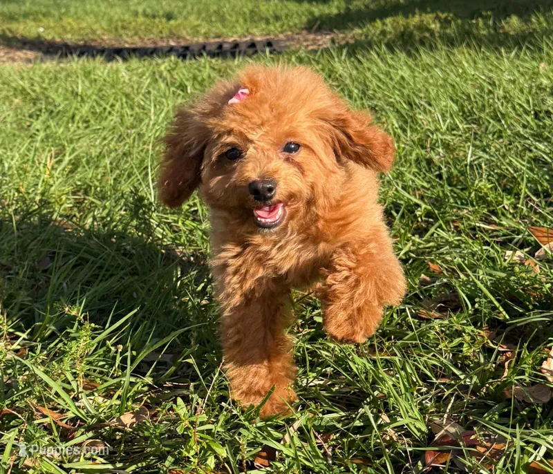 Maple – Poodle - Toy  puppy for sale in Miami, FL