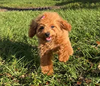 Maple, a female Poodle - Toy  for sale in Miami, FL – Photo 1 of 7