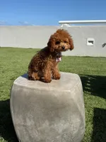 Maple, a female Poodle - Toy  for sale in Miami, FL – Photo 4 of 7