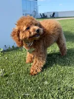 Maple, a female Poodle - Toy  for sale in Miami, FL – Photo 3 of 7