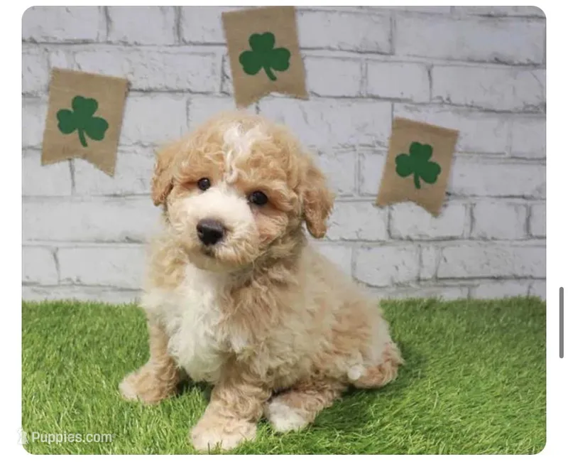 Nugget – Bichon Frise, Poodle - Miniature  puppy for sale in Goodyear, AZ