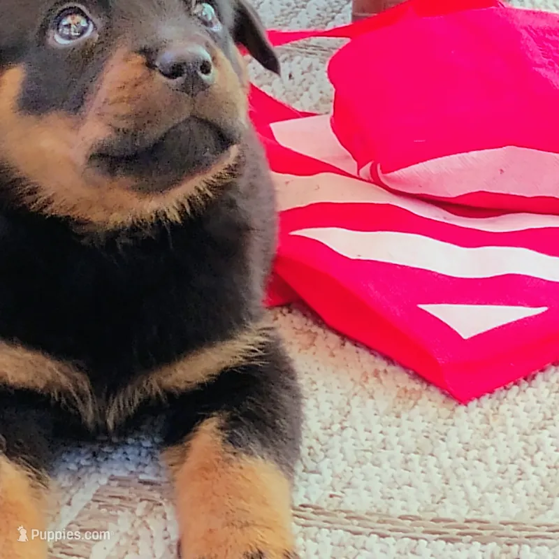 Ozzie – Rottweiler puppy for sale in Freedom, CA