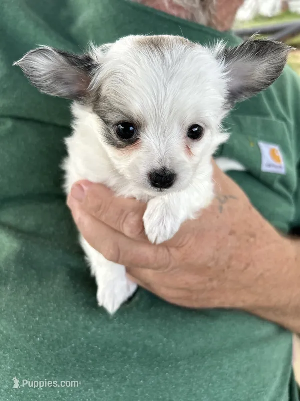 Merlin – Chihuahua puppy for sale in Gettysburg, PA
