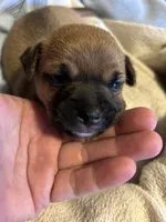 Meek, a male French Bulldog and Chihuahua for sale in Gettysburg, PA – 2 of 4