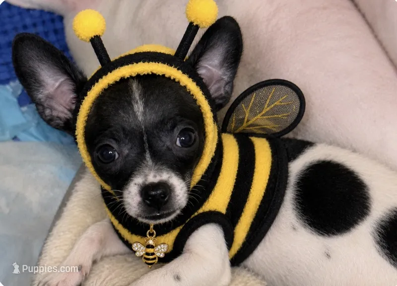 Lucy – French Bulldog, Chihuahua puppy for sale in Gettysburg, PA